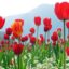 Indira Gandhi Memorial Tulip Garden, Srinagar, Jammu and Kashmir, India