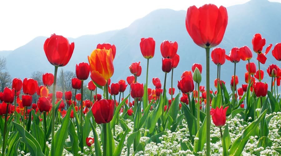 Indira Gandhi Memorial Tulip Garden, Srinagar, Jammu and Kashmir, India