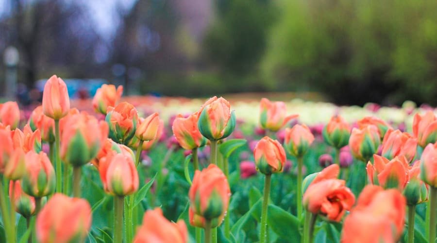 Nishat Bagh (Shalimar Bagh, Mughal Garden), Srinagar, Jammu and Kashmir, India