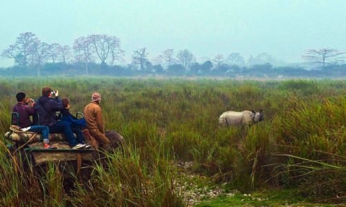 Kaziranga National Park, Kanchanjuri, Assam, India