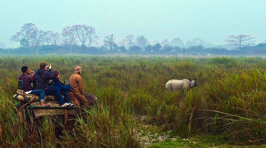 Kaziranga National Park, Kanchanjuri, Assam, India