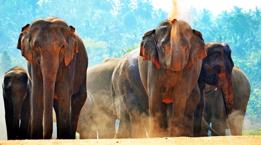 Wildlife, Pinnawala, Sri Lanka, Asia