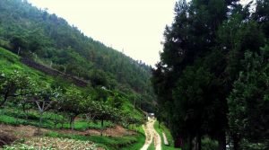 Kiwi Farms, Sangti Valley, Dirang, Arunachal Pradesh, North East, India