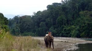 Namdapha National Park, Namdapha Tiger Reserve, Arunachal Pradesh, North East, India