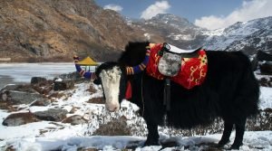 Tsomgo Lake or Changu Lake, East Sikkim, Sikkim, India
