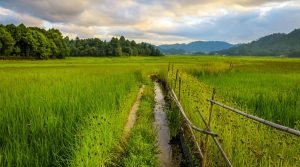 Ziro Valley, Lower Subansiri, Arunachal Pradesh, North East, India
