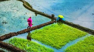 Ziro Valley, Lower Subansiri, Arunachal Pradesh, North East, India