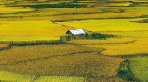 Ziro Valley, Lower Subansiri, Arunachal Pradesh, North East, India