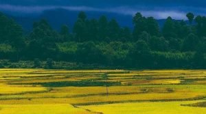 Ziro Valley, Lower Subansiri, Arunachal Pradesh, North East, India