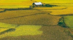 Ziro Valley, Lower Subansiri, Arunachal Pradesh, North East, India
