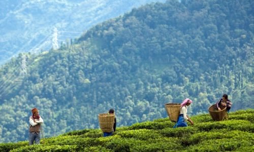 Darjeeling, Sikkim, North East, India