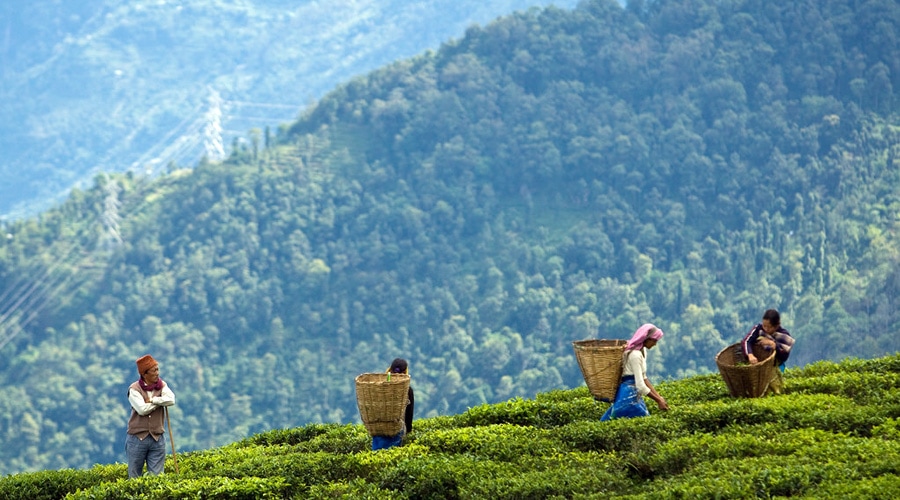 Darjeeling, Sikkim, North East, India