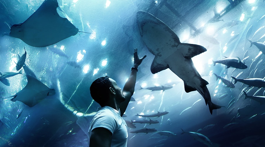 Dubai Aquarium & Underwater Zoo, Dubai Mall, Dubai, United Arab Emirates, Middle East