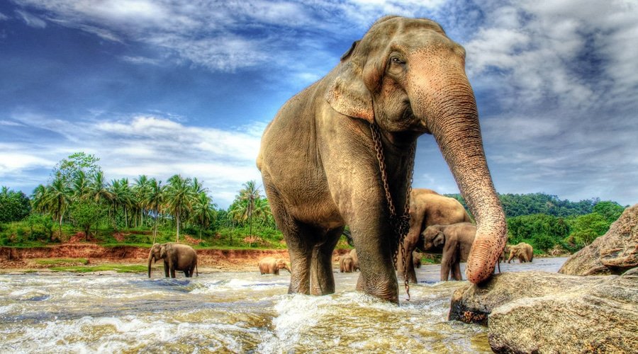 Wildlife, Pinnawala, Sri Lanka, Asia