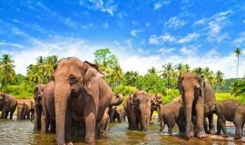 Wildlife, Pinnawala, Sri Lanka, Asia