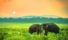 Yala National Park, Katagamuwa, Yala, Sri Lanka, Asia