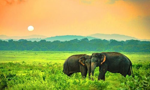 Yala National Park, Katagamuwa, Yala, Sri Lanka, Asia