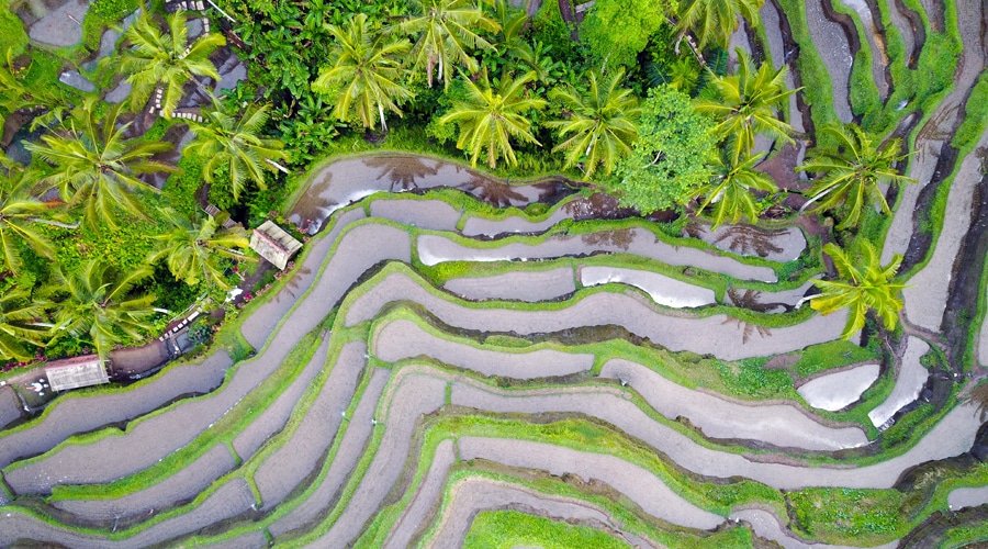 Tegalalang Rice Terrace, Bali, Indonesia, Asia