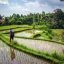 Jatiluwih Rice Terrace, Bali, Indonesia, Asia