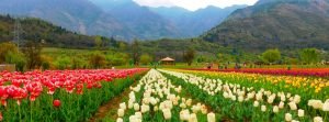Kashmir Travel Guide